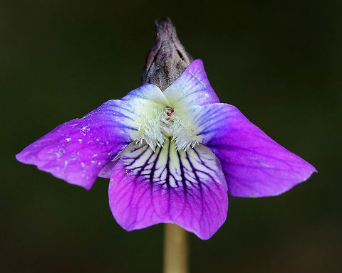 Wood Violet - Viola sororia Violets have flowers with five petals - four that are upswept or fan-shaped (two per side), and one petal that is a broad, lower petal, which points downward. Leaves are heart-shaped and scalloped.

Habitat: Growing at the playground, very late in the season Common Blue Violet,Fall,Geotagged,United States,Viola sororia,viola,violet,wood violet