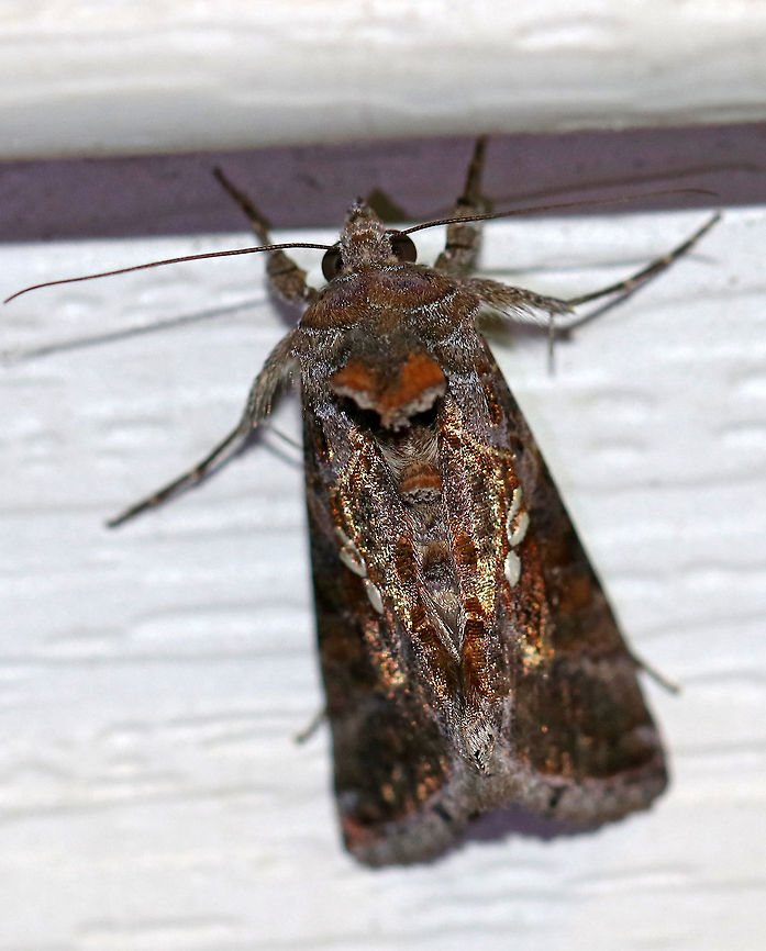 Soybean Looper Moth (Chrysodeixis includens) *I&#039;m a bit confused about this moth&#039;s ID and think it looks very similar to Autographa precationis.<br />
<br />
Habitat: Attracted to a moth light in a rural area<br />
<figure class="photo"><a href="https://www.jungledragon.com/image/74557/soybean_looper_moth_chrysodeixis_includens.html" title="Soybean Looper Moth (Chrysodeixis includens)"><img src="https://s3.amazonaws.com/media.jungledragon.com/images/3232/74557_thumb.jpg?AWSAccessKeyId=05GMT0V3GWVNE7GGM1R2&Expires=1759968010&Signature=xx59B2KIm0jB%2BGbYIUmKZLTU%2F%2BY%3D" width="200" height="172" alt="Soybean Looper Moth (Chrysodeixis includens) *I&#039;m a bit confused about this moth&#039;s ID and think it looks very similar to Autographa precationis.<br />
<br />
Habitat: Attracted to a moth light in a rural area<br />
https://www.jungledragon.com/image/74556/common_looper_-_autographa_precationis.html<br />
<br />
 Chrysodeixis includens,Fall,Geotagged,Moth,Soybean Looper Moth,United States" /></a></figure> Chrysodeixis includens,Fall,Geotagged,Soybean Looper Moth,United States,looper,moth