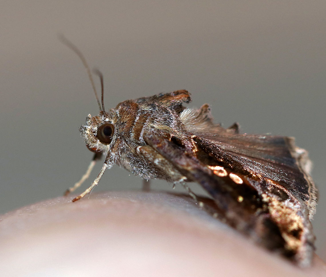 Soybean Looper Moth (Chrysodeixis includens) *I'm a bit confused about this moth's ID and think it looks very similar to Autographa precationis.<br />
<br />
Habitat: Attracted to a moth light in a rural area<br />
<figure class="photo"><a href="https://www.jungledragon.com/image/74556/soybean_looper_moth_chrysodeixis_includens.html" title="Soybean Looper Moth (Chrysodeixis includens)"><img src="https://s3.amazonaws.com/media.jungledragon.com/images/3232/74556_thumb.jpg?AWSAccessKeyId=05GMT0V3GWVNE7GGM1R2&Expires=1770854410&Signature=k%2BjyqMa1ffFFeQrfU202aMLIYls%3D" width="124" height="152" alt="Soybean Looper Moth (Chrysodeixis includens) *I'm a bit confused about this moth's ID and think it looks very similar to Autographa precationis.<br />
<br />
Habitat: Attracted to a moth light in a rural area<br />
https://www.jungledragon.com/image/74557/common_looper_-_autographa_precationis.html Chrysodeixis includens,Fall,Geotagged,Soybean Looper Moth,United States,looper,moth" /></a></figure><br />
<br />
 Chrysodeixis includens,Fall,Geotagged,Moth,Soybean Looper Moth,United States