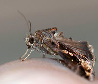 Soybean Looper Moth (Chrysodeixis includens) *I'm a bit confused about this moth's ID and think it looks very similar to Autographa precationis.<br />
<br />
Habitat: Attracted to a moth light in a rural area<br />
https://www.jungledragon.com/image/74556/common_looper_-_autographa_precationis.html<br />
<br />
 Chrysodeixis includens,Fall,Geotagged,Moth,Soybean Looper Moth,United States