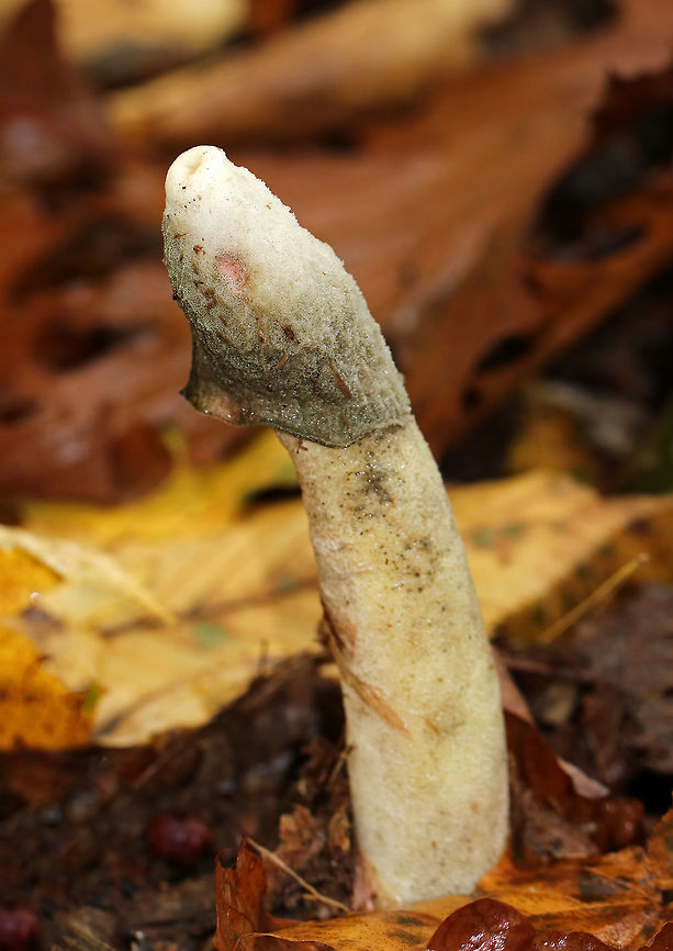 Rotting Ravenels Stinkhorn - Phallus ravenelii A rotting phallus...the smell led me to it.<br />
<br />
Habitat: Deciduous forest Fall,Geotagged,Phallus ravenelii,Ravenels stinkhorn,United States,phallus,stinkhorn