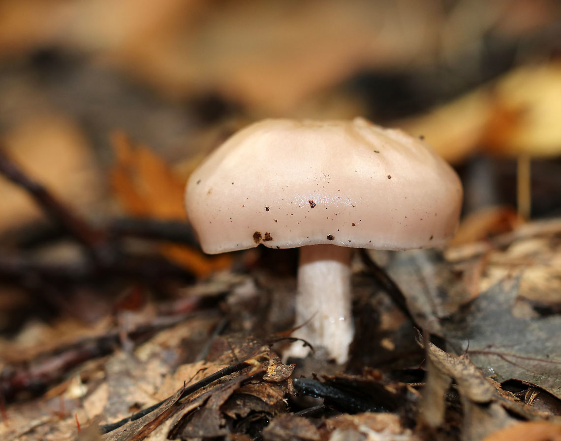 Wood Pinkgill - Entoloma rhodopolium Habitat: Deciduous forest<br />
<figure class="photo"><a href="https://www.jungledragon.com/image/74626/wood_pinkgill_-_entoloma_rhodopolium.html" title="Wood Pinkgill - Entoloma rhodopolium"><img src="https://s3.amazonaws.com/media.jungledragon.com/images/3232/74626_thumb.jpg?AWSAccessKeyId=05GMT0V3GWVNE7GGM1R2&Expires=1769040010&Signature=GUcjiffgWHP7U1V7lFYtK3wqm0M%3D" width="200" height="162" alt="Wood Pinkgill - Entoloma rhodopolium Habitat: Deciduous forest<br />
https://www.jungledragon.com/image/74625/wood_pinkgill_-_entoloma_rhodopolium.html Entoloma rhodopolium,Fall,Geotagged,United States,Wood Pinkgill" /></a></figure> Entoloma rhodopolium,Fall,Geotagged,United States,Wood Pinkgill,entoloma,mushroom