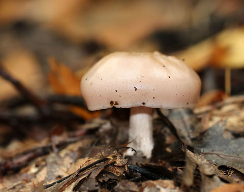 Wood Pinkgill - Entoloma rhodopolium Habitat: Deciduous forest
https://www.jungledragon.com/image/74626/wood_pinkgill_-_entoloma_rhodopolium.html Entoloma rhodopolium,Fall,Geotagged,United States,Wood Pinkgill,entoloma,mushroom