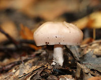 Wood Pinkgill - Entoloma rhodopolium Habitat: Deciduous forest<br />
https://www.jungledragon.com/image/74626/wood_pinkgill_-_entoloma_rhodopolium.html Entoloma rhodopolium,Fall,Geotagged,United States,Wood Pinkgill,entoloma,mushroom