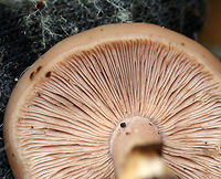 Wood Pinkgill - Entoloma rhodopolium Habitat: Deciduous forest<br />
https://www.jungledragon.com/image/74625/wood_pinkgill_-_entoloma_rhodopolium.html Entoloma rhodopolium,Fall,Geotagged,United States,Wood Pinkgill