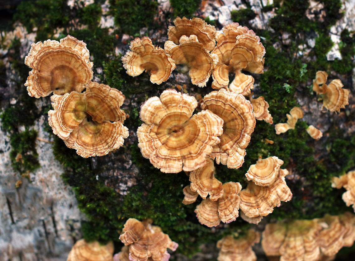 Trichaptum biforme Habitat: birch log<br />
<figure class="photo"><a href="https://www.jungledragon.com/image/74628/trichaptum_biforme.html" title="Trichaptum biforme"><img src="https://s3.amazonaws.com/media.jungledragon.com/images/3232/74628_thumb.jpg?AWSAccessKeyId=05GMT0V3GWVNE7GGM1R2&Expires=1759968010&Signature=qvtUpc3EWt3tFcatpQExwKHUkbo%3D" width="200" height="158" alt="Trichaptum biforme <br />
Habitat: birch wood<br />
<br />
https://www.jungledragon.com/image/74627/trichaptum_biforme.html Fall,Geotagged,Trichaptum biforme,United States" /></a></figure> Fall,Geotagged,Trichaptum,Trichaptum biforme,United States,fungus