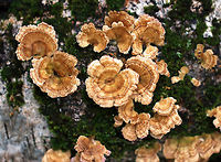 Trichaptum biforme Habitat: birch log<br />
https://www.jungledragon.com/image/74628/trichaptum_biforme.html Fall,Geotagged,Trichaptum,Trichaptum biforme,United States,fungus