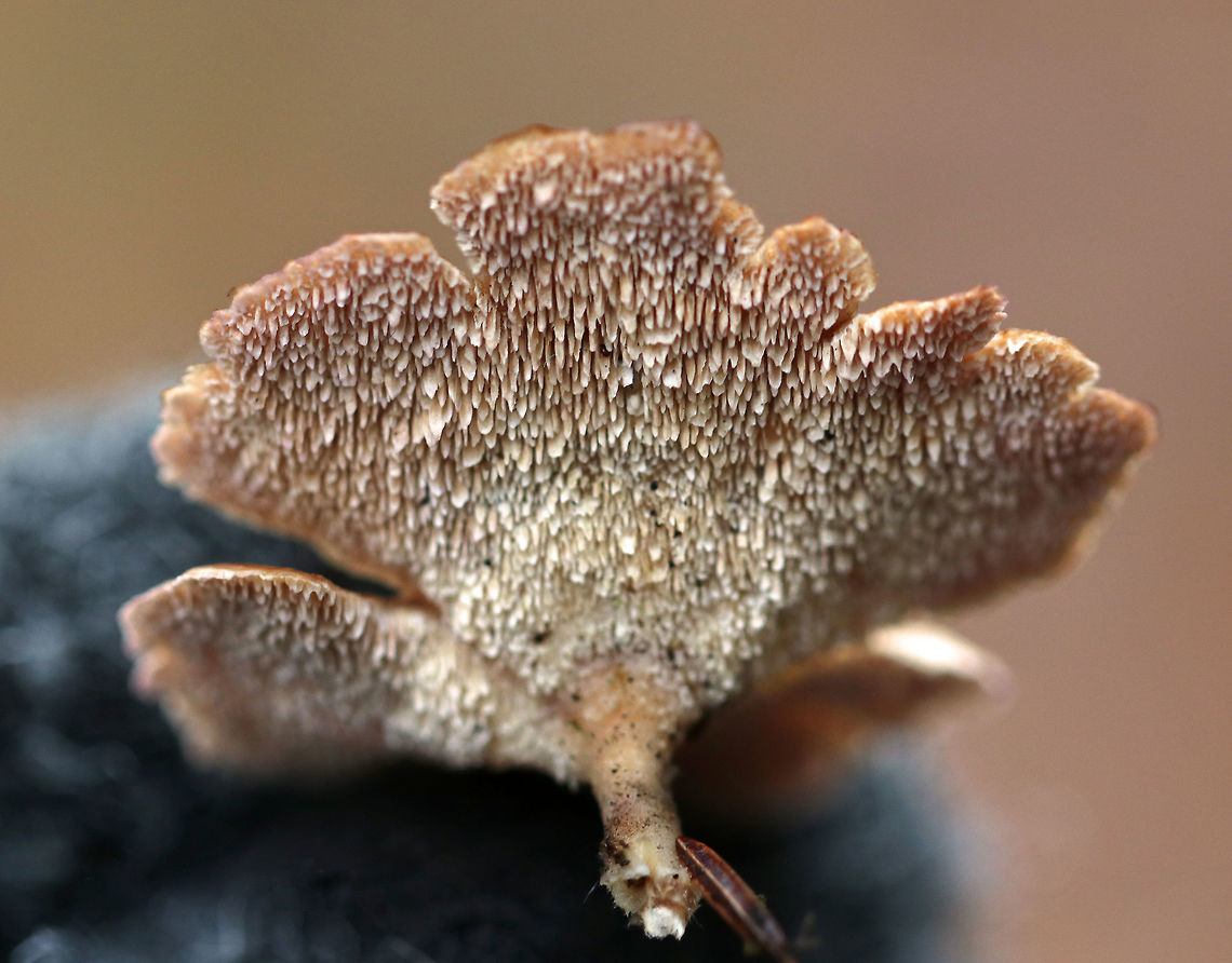 Trichaptum biforme <br />
Habitat: birch wood<br />
<br />
<figure class="photo"><a href="https://www.jungledragon.com/image/74627/trichaptum_biforme.html" title="Trichaptum biforme"><img src="https://s3.amazonaws.com/media.jungledragon.com/images/3232/74627_thumb.jpg?AWSAccessKeyId=05GMT0V3GWVNE7GGM1R2&Expires=1770854410&Signature=MB9qFBc2B%2FhY2ikJOO4GrbFE21c%3D" width="200" height="148" alt="Trichaptum biforme Habitat: birch log<br />
https://www.jungledragon.com/image/74628/trichaptum_biforme.html Fall,Geotagged,Trichaptum,Trichaptum biforme,United States,fungus" /></a></figure> Fall,Geotagged,Trichaptum biforme,United States