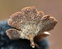 Trichaptum biforme <br />
Habitat: birch wood<br />
<br />
https://www.jungledragon.com/image/74627/trichaptum_biforme.html Fall,Geotagged,Trichaptum biforme,United States