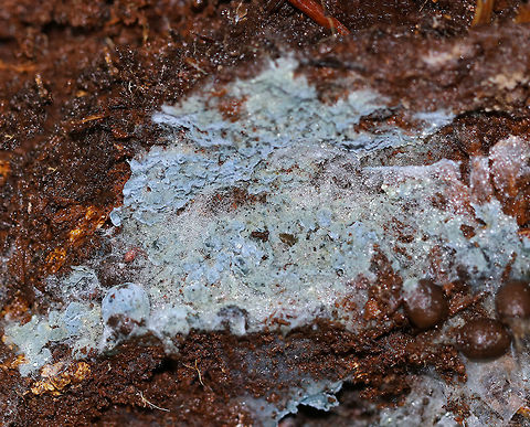 Crust Fungus - Byssocorticium sp. Fuzzy, blue crust fungus growing on the ground under a rotting log. 

Habitat: Deciduous forest Byssocorticium,Fall,Geotagged,United States,crust fungus,fungus
