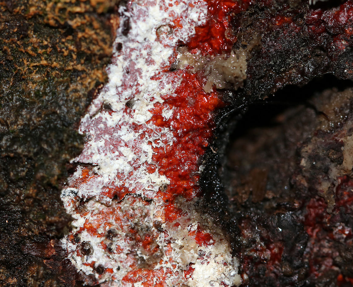 Unknown Fungus/Slime Mold I have no idea what this is, but it was cool! <br />
<br />
Habitat: Growing at the base of a hardwood tree<br />
<figure class="photo"><a href="https://www.jungledragon.com/image/74634/unknown_fungusslime_mold.html" title="Unknown Fungus/Slime Mold?"><img src="https://s3.amazonaws.com/media.jungledragon.com/images/3232/74634_thumb.jpg?AWSAccessKeyId=05GMT0V3GWVNE7GGM1R2&Expires=1759968010&Signature=dvDRXDBTMe15u4VYxHCyd4gNLY4%3D" width="200" height="154" alt="Unknown Fungus/Slime Mold? I have no idea what this is. but it was cool! <br />
<br />
Habitat: Growing at the base of a hardwood tree<br />
https://www.jungledragon.com/image/74632/unknown_fungus.html Fall,Geotagged,United States,slime mold" /></a></figure> Fall,Fungus,Geotagged,United States,slime mold