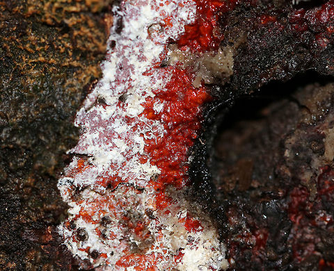 Unknown Fungus/Slime Mold I have no idea what this is, but it was cool! 

Habitat: Growing at the base of a hardwood tree
https://www.jungledragon.com/image/74634/unknown_fungus.html Fall,Fungus,Geotagged,United States,slime mold