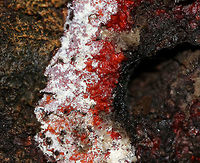 Unknown Fungus/Slime Mold I have no idea what this is, but it was cool! <br />
<br />
Habitat: Growing at the base of a hardwood tree<br />
https://www.jungledragon.com/image/74634/unknown_fungus.html Fall,Fungus,Geotagged,United States,slime mold