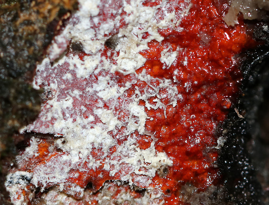 Unknown Fungus/Slime Mold? I have no idea what this is. but it was cool! <br />
<br />
Habitat: Growing at the base of a hardwood tree<br />
<figure class="photo"><a href="https://www.jungledragon.com/image/74632/unknown_fungusslime_mold.html" title="Unknown Fungus/Slime Mold"><img src="https://s3.amazonaws.com/media.jungledragon.com/images/3232/74632_thumb.jpg?AWSAccessKeyId=05GMT0V3GWVNE7GGM1R2&Expires=1759968010&Signature=6whW5GhcPp0gmLjrGMA0837IJvI%3D" width="200" height="164" alt="Unknown Fungus/Slime Mold I have no idea what this is, but it was cool! <br />
<br />
Habitat: Growing at the base of a hardwood tree<br />
https://www.jungledragon.com/image/74634/unknown_fungus.html Fall,Fungus,Geotagged,United States,slime mold" /></a></figure> Fall,Geotagged,United States,slime mold