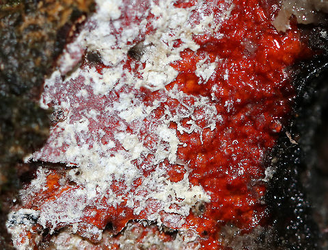 Unknown Fungus/Slime Mold? I have no idea what this is. but it was cool! 

Habitat: Growing at the base of a hardwood tree
https://www.jungledragon.com/image/74632/unknown_fungus.html Fall,Geotagged,United States,slime mold