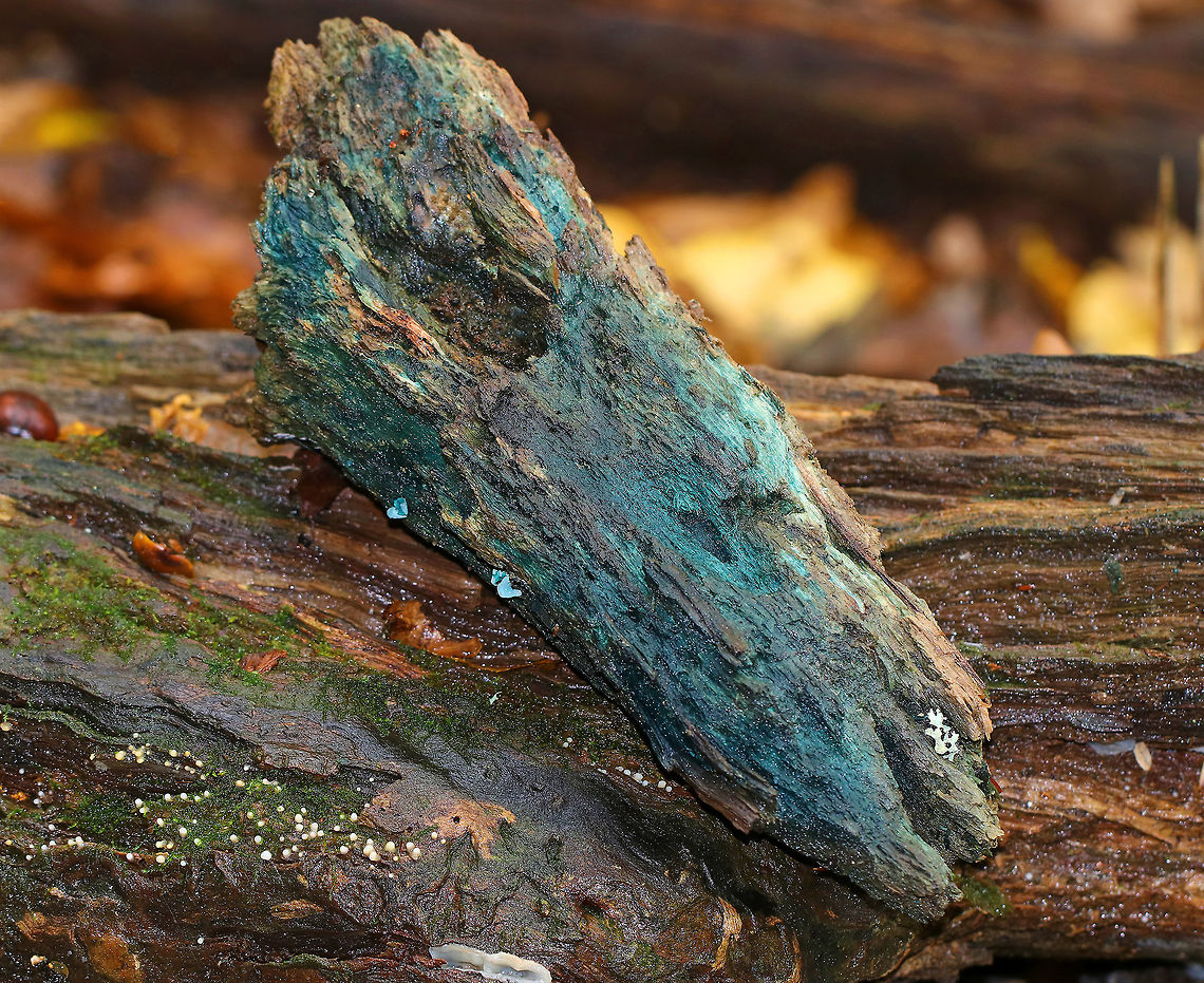Chlorociboria aeruginascens This species contains a quinone pigment called xylindein, which is the reason for the characteristic bluish-green stain that occurs on wood that&#039;s infected by this species.<br />
<br />
Habitat: Rotting wood Chlorociboria,Chlorociboria aeruginascens,Fall,Geotagged,Green elfcup,United States