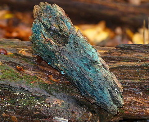 Chlorociboria aeruginascens This species contains a quinone pigment called xylindein, which is the reason for the characteristic bluish-green stain that occurs on wood that's infected by this species.

Habitat: Rotting wood Chlorociboria,Chlorociboria aeruginascens,Fall,Geotagged,Green elfcup,United States