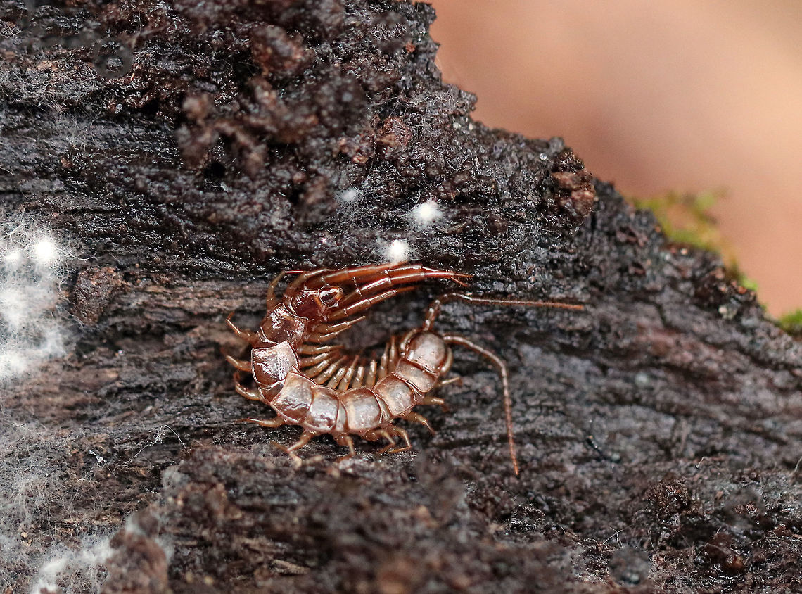 Brown Centipede Habitat: Under a rotting log Brown centipede,Fall,Geotagged,Lithobius forficatus,United States,brown centipede,centipede