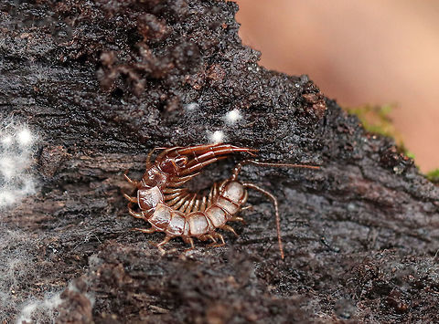 Brown Centipede Habitat: Under a rotting log Brown centipede,Fall,Geotagged,Lithobius forficatus,United States,brown centipede,centipede