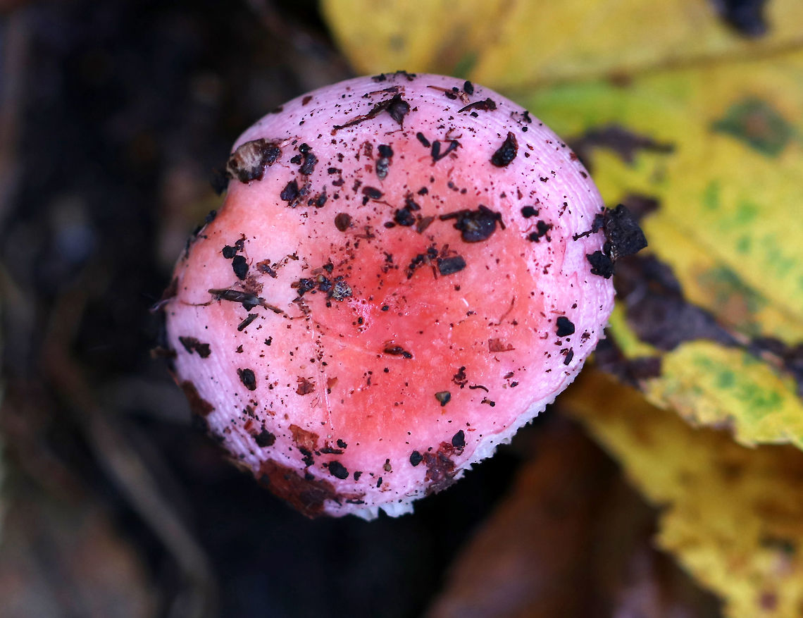 Mushroom - Russula sp. This Russula was SO PINK!<br />
<br />
Habitat: Deciduous forest Fall,Geotagged,United States,mushroom,pink,russula