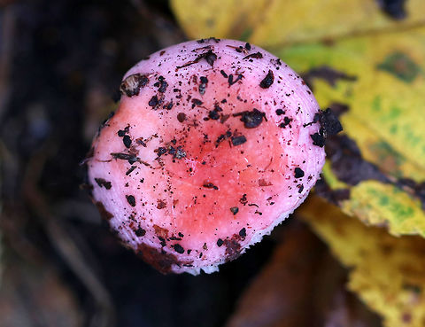Mushroom - Russula sp. This Russula was SO PINK!

Habitat: Deciduous forest Fall,Geotagged,United States,mushroom,pink,russula