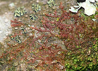 New York Scalewort - Frullania eboracensis A leafy liverwort that forms a low-spreading mat of irregularly branched, leafy stems. The mat of leafy stems clings tightly to the underlying surface. The individual leafy stems are only 1 mm across and were reddish brown, which is their usual color during the winter. Along the stems, there are alternate leaves that partially overlap each other. The lower lobes of the leaves can store water, which enables these miniature plants to withstand dry spells for a long period of time. <br />
https://www.jungledragon.com/image/74654/new_york_scalewort_-_frullania_eboracensis.html Fall,Frullania,Frullania eboracensis,Geotagged,New York Scalewort,United States,liverwort