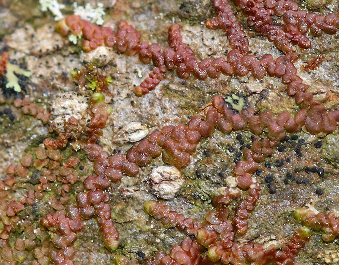 New York Scalewort - Frullania eboracensis A leafy liverwort that forms a low-spreading mat of irregularly branched, leafy stems. The mat of leafy stems clings tightly to the underlying surface. The individual leafy stems are only 1 mm across and were reddish brown, which is their usual color during the winter. Along the stems, there are alternate leaves that partially overlap each other. The lower lobes of the leaves can store water, which enables these miniature plants to withstand dry spells for a long period of time.<br />
<figure class="photo"><a href="https://www.jungledragon.com/image/74652/new_york_scalewort_-_frullania_eboracensis.html" title="New York Scalewort - Frullania eboracensis"><img src="https://s3.amazonaws.com/media.jungledragon.com/images/3232/74652_thumb.jpg?AWSAccessKeyId=05GMT0V3GWVNE7GGM1R2&Expires=1770854410&Signature=HKpQfldek4KBmyJlpQVjqFN%2F3TY%3D" width="200" height="146" alt="New York Scalewort - Frullania eboracensis A leafy liverwort that forms a low-spreading mat of irregularly branched, leafy stems. The mat of leafy stems clings tightly to the underlying surface. The individual leafy stems are only 1 mm across and were reddish brown, which is their usual color during the winter. Along the stems, there are alternate leaves that partially overlap each other. The lower lobes of the leaves can store water, which enables these miniature plants to withstand dry spells for a long period of time. <br />
https://www.jungledragon.com/image/74654/new_york_scalewort_-_frullania_eboracensis.html Fall,Frullania,Frullania eboracensis,Geotagged,New York Scalewort,United States,liverwort" /></a></figure> Fall,Frullania eboracensis,Geotagged,New York Scalewort,United States