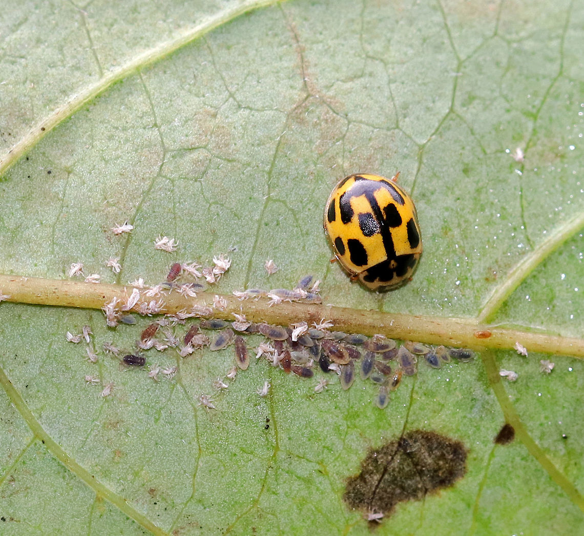 Fourteen-spot Ladybird (Propylea quatuordecimpunctata) with Aphids I waited patiently for this beetle to devour some of these aphids, but no such luck. It just sat there. I was tempted to give it a little nudge, but decided to let nature takes its course instead.<br />
<br />
Habitat: On vegetation beside a small pond. Fall,Fourteen-spot Ladybird,Geotagged,Propylea,Propylea quatuordecimpunctata,United States,beetle