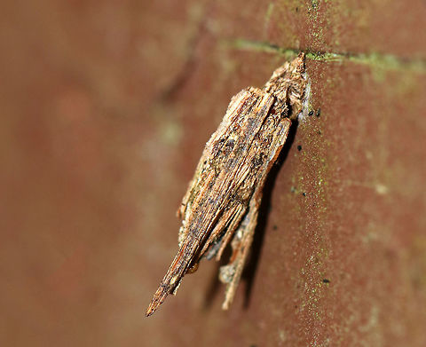 Psyche casta Case Approximately 10 mm long. Constructed with longitudinal pieces that project irregularly beyond the case. I couldn't tell if the case was occupied.

Habitat: Stuck to the side of a fence bordering a bog. Fall,Geotagged,Psyche casta,United States,bagworm,case,psyche