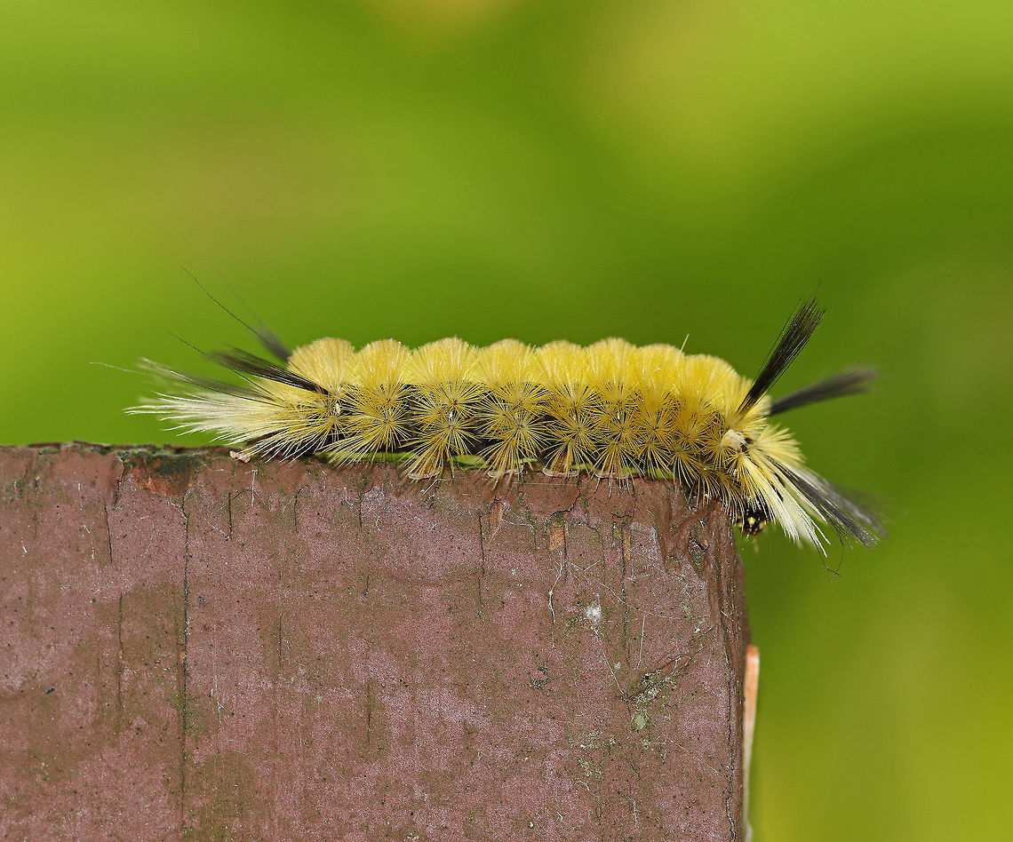 Banded Tussock Moth Caterpillar - Halysidota tessellaris These were so common this past autumn! <br />
<br />
Yellowish brown caterpillar with black and white lashes extending beyond the end of its body.<br />
<br />
Habitat: On a fence bordering a bog Banded tussock moth,Fall,Geotagged,Halysidota tessellaris,United States,caterpillar