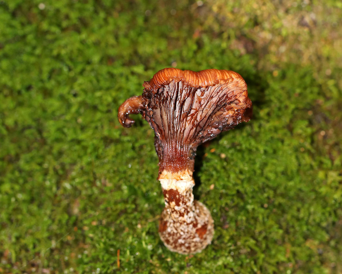 Armillaria sp.? I thought this rotting mushroom was really striking. I think it's Armillaria sp., but I'm not sure.<br />
<br />
Habitat: Growing out of moss in a mostly coniferous, boggy forest. Armillaria,Fall,Geotagged,United States,mushroom