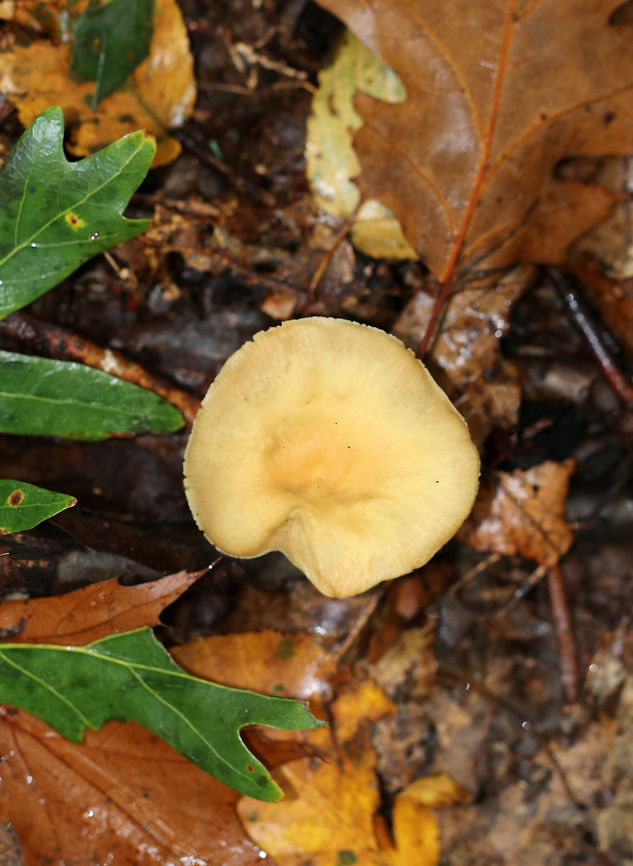Cortinarius caperatus <br />
<br />
Habitat: Deciduous forest<br />
<figure class="photo"><a href="https://www.jungledragon.com/image/74660/cortinarius_caperatus.html" title="Cortinarius caperatus"><img src="https://s3.amazonaws.com/media.jungledragon.com/images/3232/74660_thumb.jpg?AWSAccessKeyId=05GMT0V3GWVNE7GGM1R2&Expires=1769040010&Signature=mcL%2FCTbcDEE9LfyhbRSJnXHH52g%3D" width="200" height="154" alt="Cortinarius caperatus <br />
Habitat: Deciduous forest<br />
https://www.jungledragon.com/image/74659/unknown_mushroom.html Cortinarius caperatus,Fall,Geotagged,Gypsy Mushroom,United States,mushroom" /></a></figure> Cortinarius caperatus,Fall,Geotagged,Gypsy Mushroom,United States,mushroom