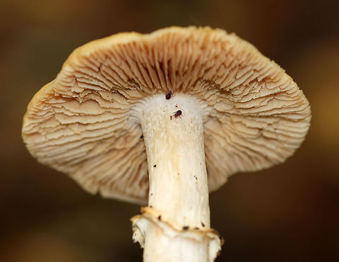 Cortinarius caperatus 
Habitat: Deciduous forest
https://www.jungledragon.com/image/74659/unknown_mushroom.html Cortinarius caperatus,Fall,Geotagged,Gypsy Mushroom,United States,mushroom