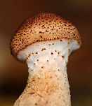 Armillaria gallica Habitat: Growing on the roots of a deciduous tree<br />
https://www.jungledragon.com/image/74663/armillaria_gemina.html<br />
https://www.jungledragon.com/image/74662/armillaria_gemina.html Armillaria gallica,Fall,Geotagged,United States,armillaria