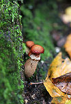 Armillaria gallica Habitat: Growing on the roots of a deciduous tree<br />
https://www.jungledragon.com/image/74661/armillaria_gemina.html<br />
https://www.jungledragon.com/image/74663/armillaria_gemina.html Armillaria gallica,Fall,Geotagged,United States