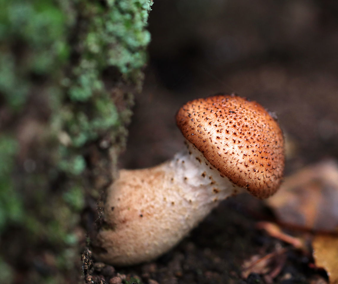 Armillaria gallica Habitat: Growing on the roots of a deciduous tree<br />
<figure class="photo"><a href="https://www.jungledragon.com/image/74661/armillaria_gallica.html" title="Armillaria gallica"><img src="https://s3.amazonaws.com/media.jungledragon.com/images/3232/74661_thumb.jpg?AWSAccessKeyId=05GMT0V3GWVNE7GGM1R2&Expires=1759968010&Signature=FFZ7kj4yuuKbJPyHcx%2B89SeEiJY%3D" width="132" height="152" alt="Armillaria gallica Habitat: Growing on the roots of a deciduous tree<br />
https://www.jungledragon.com/image/74663/armillaria_gemina.html<br />
https://www.jungledragon.com/image/74662/armillaria_gemina.html Armillaria gallica,Fall,Geotagged,United States,armillaria" /></a></figure><br />
<figure class="photo"><a href="https://www.jungledragon.com/image/74662/armillaria_gallica.html" title="Armillaria gallica"><img src="https://s3.amazonaws.com/media.jungledragon.com/images/3232/74662_thumb.jpg?AWSAccessKeyId=05GMT0V3GWVNE7GGM1R2&Expires=1759968010&Signature=2BqJzhdmcC2afMkIn7F2sxUnDGs%3D" width="106" height="152" alt="Armillaria gallica Habitat: Growing on the roots of a deciduous tree<br />
https://www.jungledragon.com/image/74661/armillaria_gemina.html<br />
https://www.jungledragon.com/image/74663/armillaria_gemina.html Armillaria gallica,Fall,Geotagged,United States" /></a></figure> Armillaria gallica,Fall,Geotagged,United States