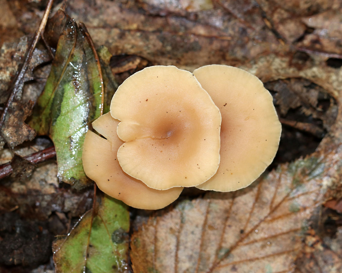 Clitocybe americana Cap: 4 cm wide; plane with shallowly sunken center; pale tan with slightly darker brown center; lined margin<br />
<br />
Gills: Buff; Attached; Crowded<br />
<br />
Stem: 4-5 cm long; buff; longitudinal fibrils; white base<br />
<br />
Habitat: Growing in a cluster on rotting wood in a deciduous forest with mostly oak, birch, and beech. Clitocybe,Clitocybe americana,Fall,Geotagged,United States,mushroom