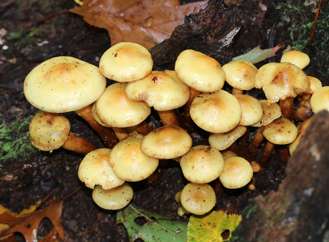 Flammula alnicola Cap: Convex, yellow with slightly darker center<br />
<br />
Gills: Pale yellow; close/crowded<br />
<br />
Stipe: Yellowish/tawny scales from base to ring zone<br />
<br />
Habitat: Growing in a cluster on rotting hardwood - most likely oak or ash<br />
<figure class="photo"><a href="https://www.jungledragon.com/image/74668/flammula_alnicola.html" title="Flammula alnicola"><img src="https://s3.amazonaws.com/media.jungledragon.com/images/3232/74668_thumb.jpg?AWSAccessKeyId=05GMT0V3GWVNE7GGM1R2&Expires=1759968010&Signature=nHkiF7gxNB1A6f9NgfJAxnUA%2BXQ%3D" width="200" height="152" alt="Flammula alnicola Cap: Convex, yellow with slightly darker center<br />
<br />
Gills: Pale yellow; close/crowded<br />
<br />
Stipe: Yellowish/tawny scales from base to ring zone<br />
<br />
Habitat: Growing in a cluster on rotting hardwood - most likely oak or ash<br />
https://www.jungledragon.com/image/74665/pholiota_multifolia.html Fall,Flammula Alnicola,Flammula alnicola,Geotagged,United States" /></a></figure> Fall,Flammula,Flammula Alnicola,Geotagged,united States