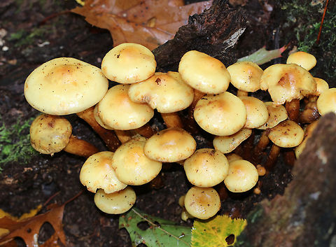 Flammula alnicola Cap: Convex, yellow with slightly darker center

Gills: Pale yellow; close/crowded

Stipe: Yellowish/tawny scales from base to ring zone

Habitat: Growing in a cluster on rotting hardwood - most likely oak or ash
https://www.jungledragon.com/image/74668/pholiota_multifolia.html Fall,Flammula,Flammula Alnicola,Geotagged,united States