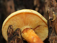 Flammula alnicola Cap: Convex, yellow with slightly darker center<br />
<br />
Gills: Pale yellow; close/crowded<br />
<br />
Stipe: Yellowish/tawny scales from base to ring zone<br />
<br />
Habitat: Growing in a cluster on rotting hardwood - most likely oak or ash<br />
https://www.jungledragon.com/image/74665/pholiota_multifolia.html Fall,Flammula Alnicola,Flammula alnicola,Geotagged,United States