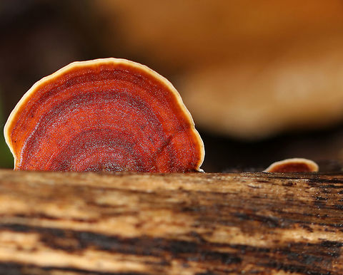 False Turkey-tail - Stereum ostrea Habitat: Rotting wood Fall,False turkey-tail,Geotagged,Stereum ostrea,United States