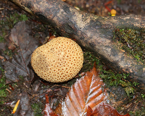 Pigskin Poison Puffball - Scleroderma citrinum Habitat: Deciduous forest Common Earthball,Fall,Geotagged,Scleroderma citrinum,United States,earthball