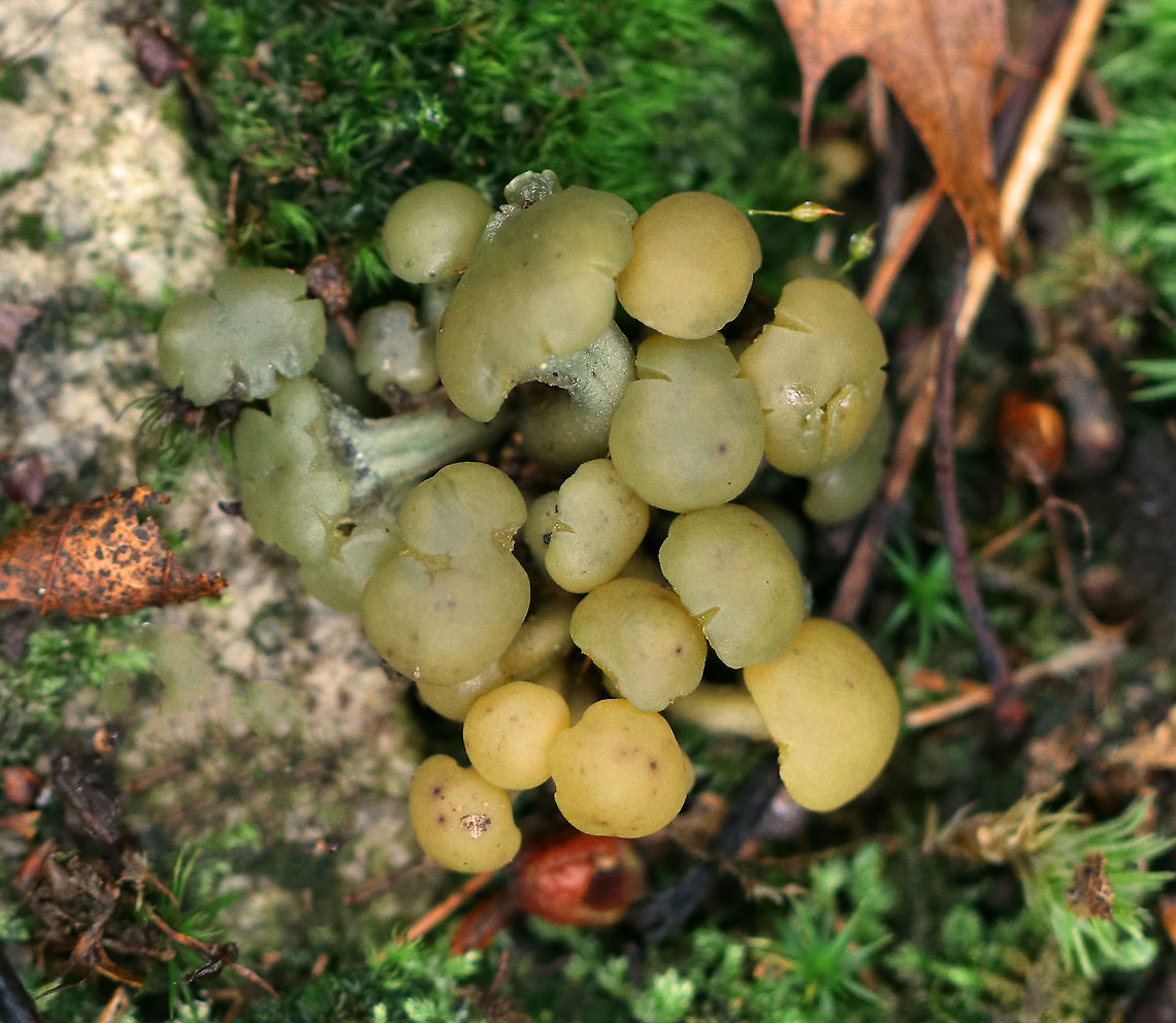 Leotia atrovirens Tiny (7-8mm) yellowish green mushrooms growing on the ground in moss in a mixed forest. Fall,Geotagged,L. atrovirens,Leotia atrovirens,United States