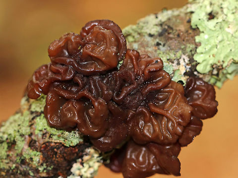 Exidia recisa Habitat: Deciduous branch Exidia recisa,Fall,Geotagged,United States,exidia,fungus,jelly fungus