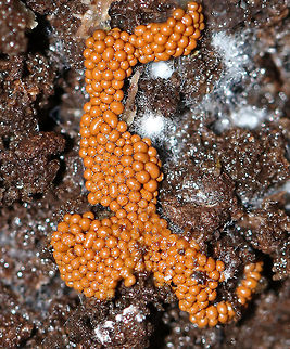 Slime Mold - Trichiaceae Orange slime mold growing on rotting wood  Fall,Geotagged,Myxomycetes,Trichiaceae,United States,slime mold