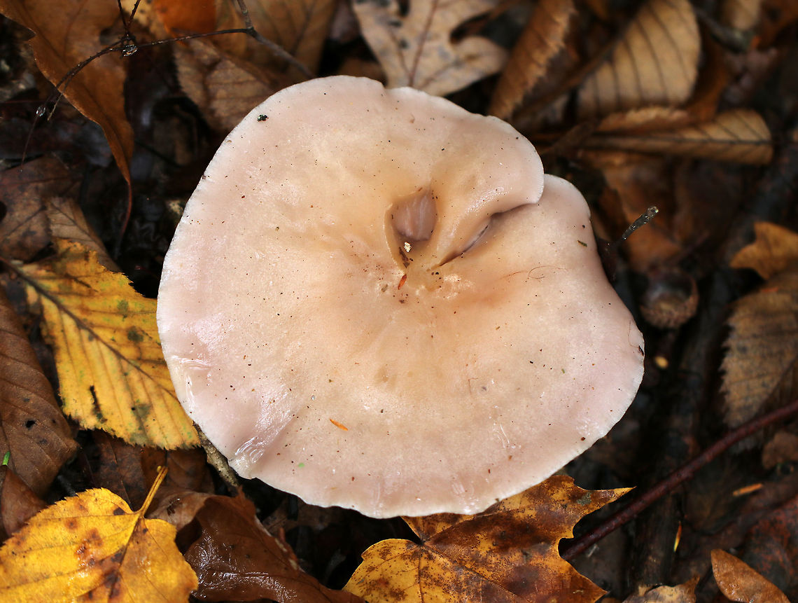 Wood Blewit - Lepista nuda Habitat: Deciduous forest Fall,Geotagged,Lepista nuda,United States,Wood blewit,lepista,mushroom