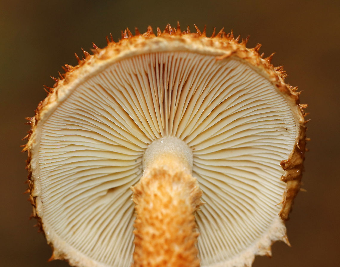 Decorated Pholiota - Leucopholiota decorosa Cream colored cap that was covered with conspicuous orange/brown scales. Gills were crowded, white, and attached to the stem. Stem similar to the cap. The cap was dry. No odor detected.<br />
<br />
Habitat: Growing on rotting wood in a deciduous forest. <br />
<figure class="photo"><a href="https://www.jungledragon.com/image/74678/decorated_pholiota_-_leucopholiota_decorosa.html" title="Decorated Pholiota - Leucopholiota decorosa"><img src="https://s3.amazonaws.com/media.jungledragon.com/images/3232/74678_thumb.jpg?AWSAccessKeyId=05GMT0V3GWVNE7GGM1R2&Expires=1759968010&Signature=iJ7OzJ7MmMysFFMR%2Frhg0pQ9zcg%3D" width="200" height="156" alt="Decorated Pholiota - Leucopholiota decorosa Cream colored cap that was covered with conspicuous orange/brown scales. Gills were crowded, white, and attached to the stem. Stem similar to the cap. The cap was dry. No odor detected.<br />
<br />
Habitat: Growing on rotting wood in a deciduous forest.<br />
https://www.jungledragon.com/image/74677/decorated_pholiota_-_leucopholiota_decorosa.html<br />
https://www.jungledragon.com/image/74676/decorated_pholiota_-_leucopholiota_decorosa.html Decorated pholiota,Fall,Geotagged,Leucopholiota decorosa,United States" /></a></figure><br />
<figure class="photo"><a href="https://www.jungledragon.com/image/74677/decorated_pholiota_-_leucopholiota_decorosa.html" title="Decorated Pholiota - Leucopholiota decorosa"><img src="https://s3.amazonaws.com/media.jungledragon.com/images/3232/74677_thumb.jpg?AWSAccessKeyId=05GMT0V3GWVNE7GGM1R2&Expires=1759968010&Signature=a37xKff3AwjYYdoXhXq7c%2BOkzWU%3D" width="200" height="158" alt="Decorated Pholiota - Leucopholiota decorosa Cream colored cap that was covered with conspicuous orange/brown scales. Gills were crowded, white, and attached to the stem. Stem similar to the cap. The cap was dry. No odor detected.<br />
<br />
Habitat: Growing on rotting wood in a deciduous forest.<br />
https://www.jungledragon.com/image/74678/decorated_pholiota_-_leucopholiota_decorosa.html<br />
https://www.jungledragon.com/image/74676/decorated_pholiota_-_leucopholiota_decorosa.html Decorated pholiota,Fall,Geotagged,Leucopholiota decorosa,United States" /></a></figure> Decorated pholiota,Fall,Geotagged,Leucopholiota,Leucopholiota decorosa,United States,mushroom,pholiota