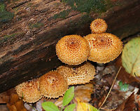 Decorated Pholiota - Leucopholiota decorosa Cream colored cap that was covered with conspicuous orange/brown scales. Gills were crowded, white, and attached to the stem. Stem similar to the cap. The cap was dry. No odor detected.<br />
<br />
Habitat: Growing on rotting wood in a deciduous forest.<br />
https://www.jungledragon.com/image/74678/decorated_pholiota_-_leucopholiota_decorosa.html<br />
https://www.jungledragon.com/image/74676/decorated_pholiota_-_leucopholiota_decorosa.html Decorated pholiota,Fall,Geotagged,Leucopholiota decorosa,United States