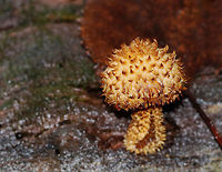 Decorated Pholiota - Leucopholiota decorosa Cream colored cap that was covered with conspicuous orange/brown scales. Gills were crowded, white, and attached to the stem. Stem similar to the cap. The cap was dry. No odor detected.<br />
<br />
Habitat: Growing on rotting wood in a deciduous forest.<br />
https://www.jungledragon.com/image/74677/decorated_pholiota_-_leucopholiota_decorosa.html<br />
https://www.jungledragon.com/image/74676/decorated_pholiota_-_leucopholiota_decorosa.html Decorated pholiota,Fall,Geotagged,Leucopholiota decorosa,United States