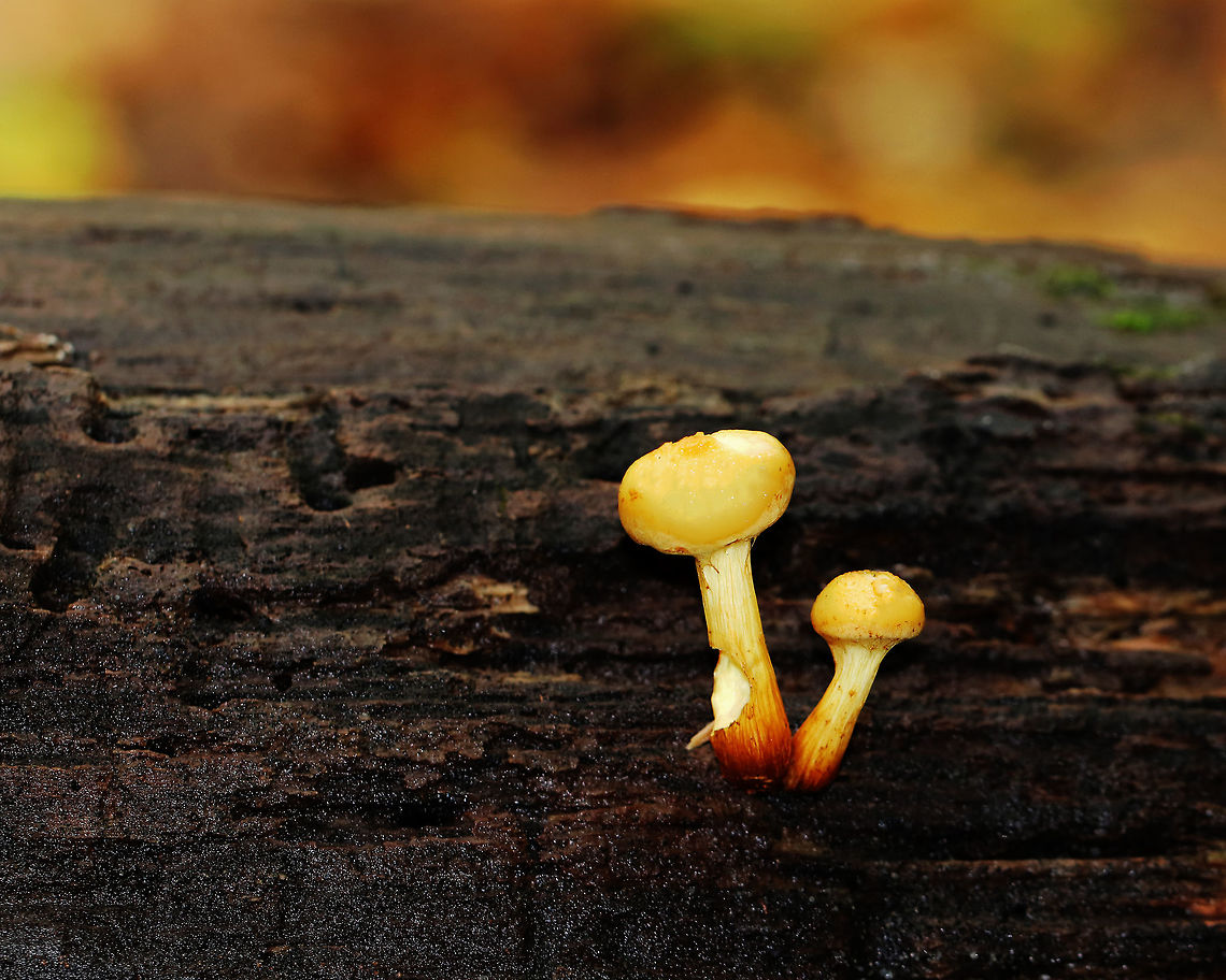 Unknown Mushrooms - Agaricales Habitat: Growing on rotting wood in a deciduous forest Fall,Geotagged,United States,agaricales,fungus,mushrooms